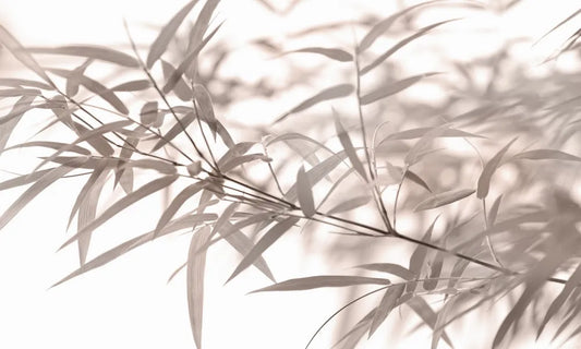Delicate bamboo leaves