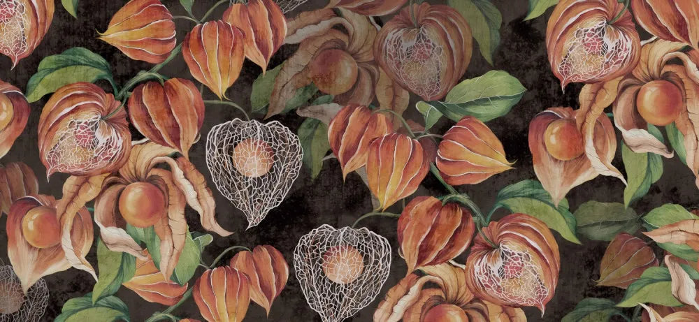 Physalis