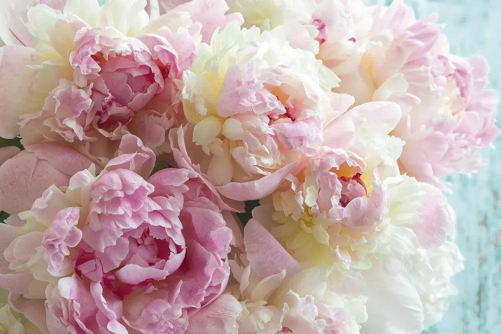 The beauty of peonies