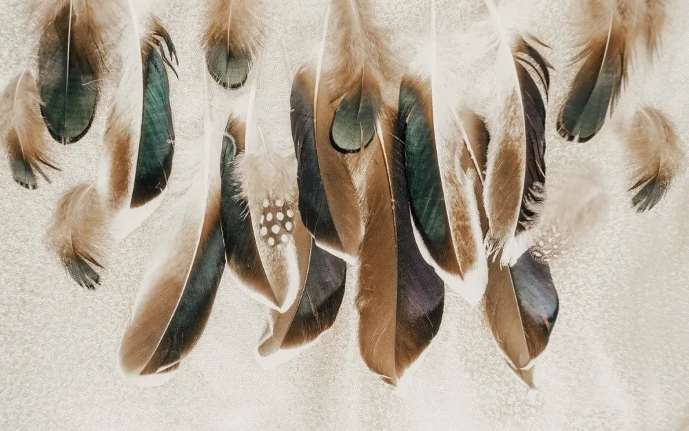 Chocolate feathers