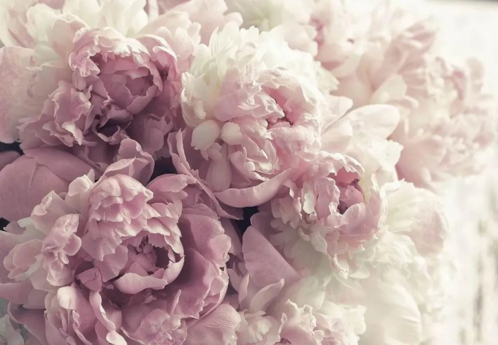 Delicate large peonies