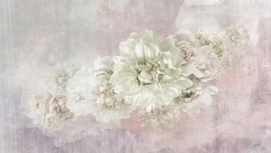 Blooming light peonies