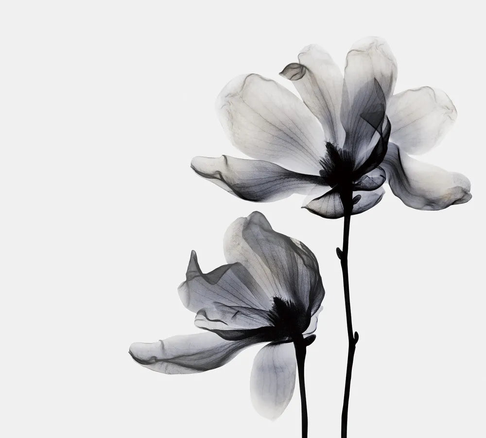 Magnolia silhouette