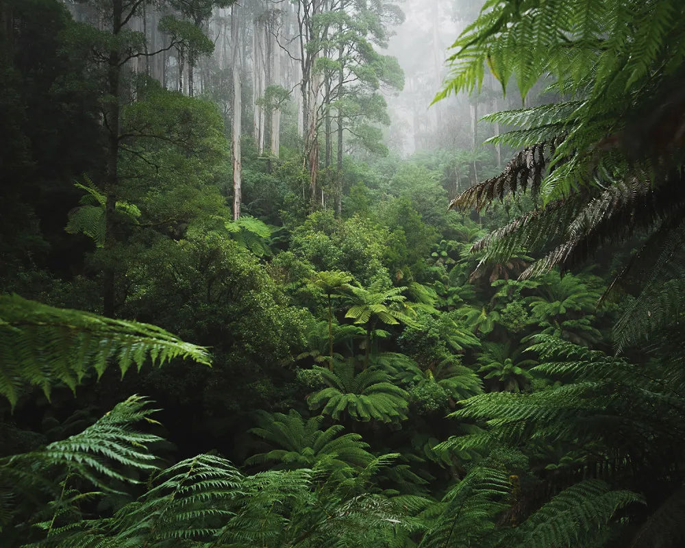 Tropical rain forest