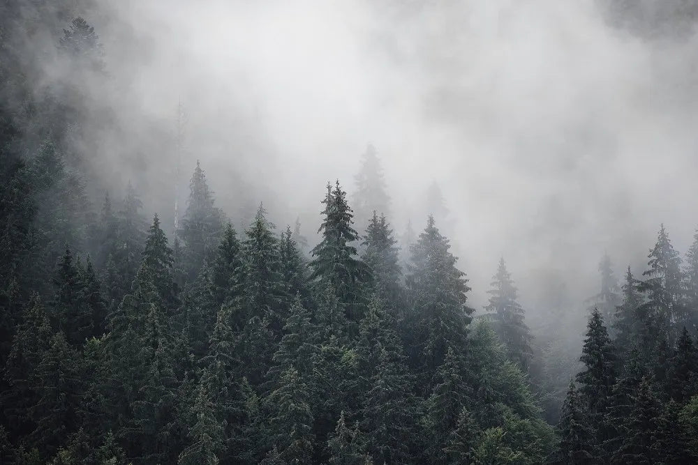 Winter fairy forest