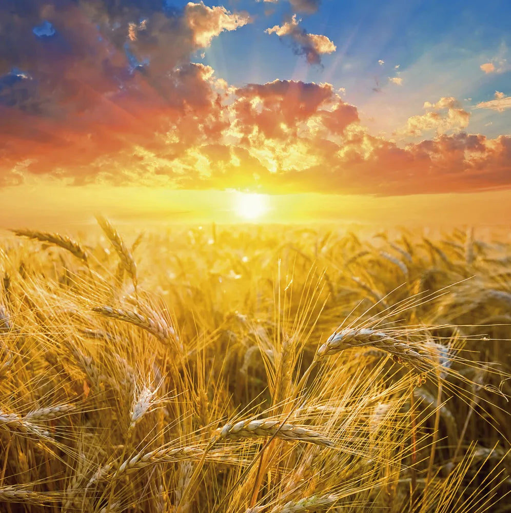 Ears of wheat