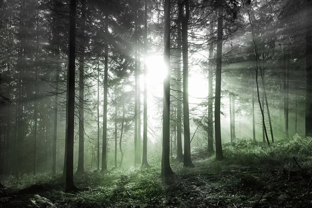 Emerald Forest
