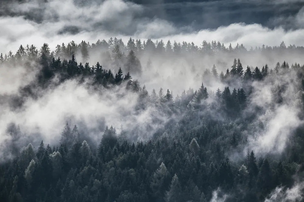 Fog in the forest