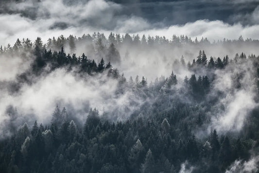 Fog in the forest