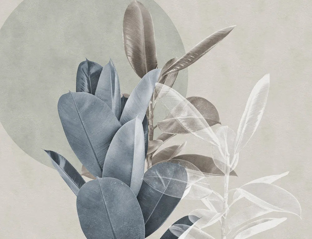 Ficus