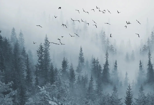 Winter foggy forest