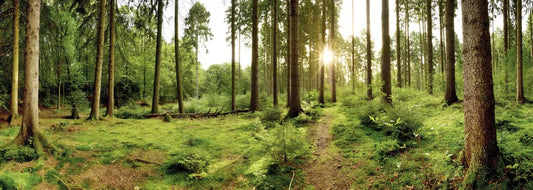 Forest panorama