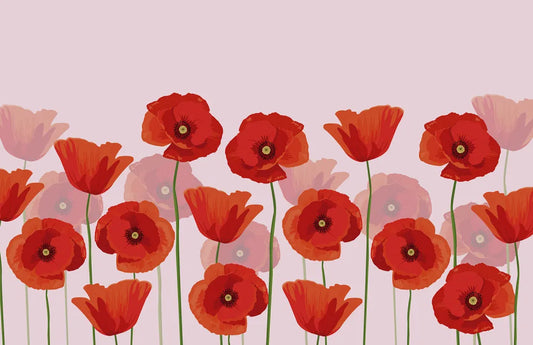 Blooming red poppies