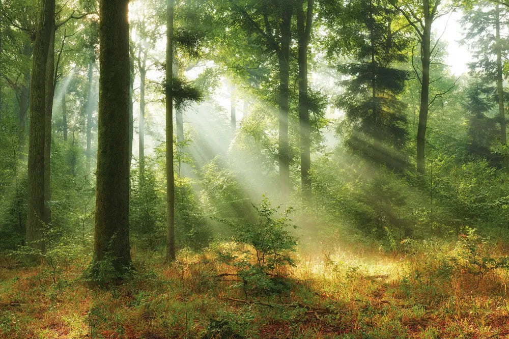 Forest in the sun