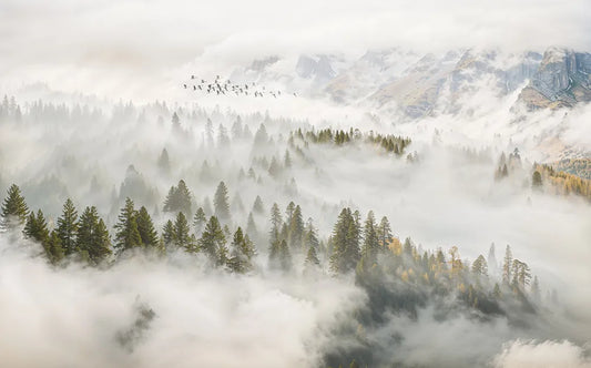 Misty forest landscape