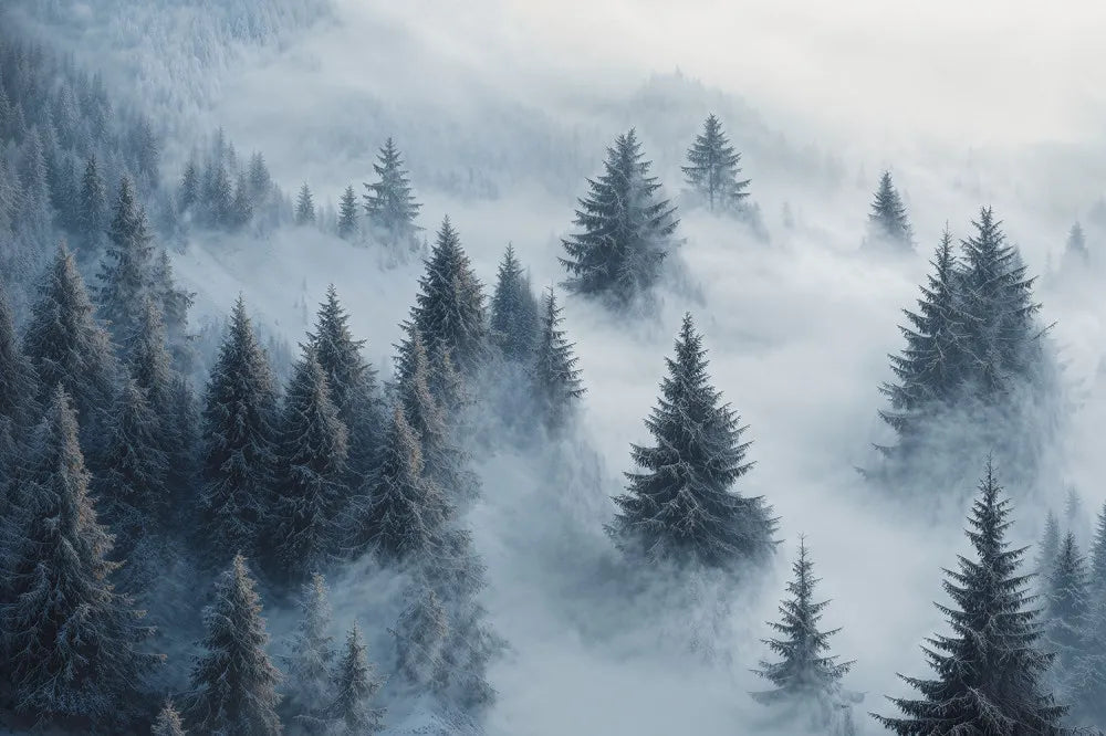 The mysterious winter forest