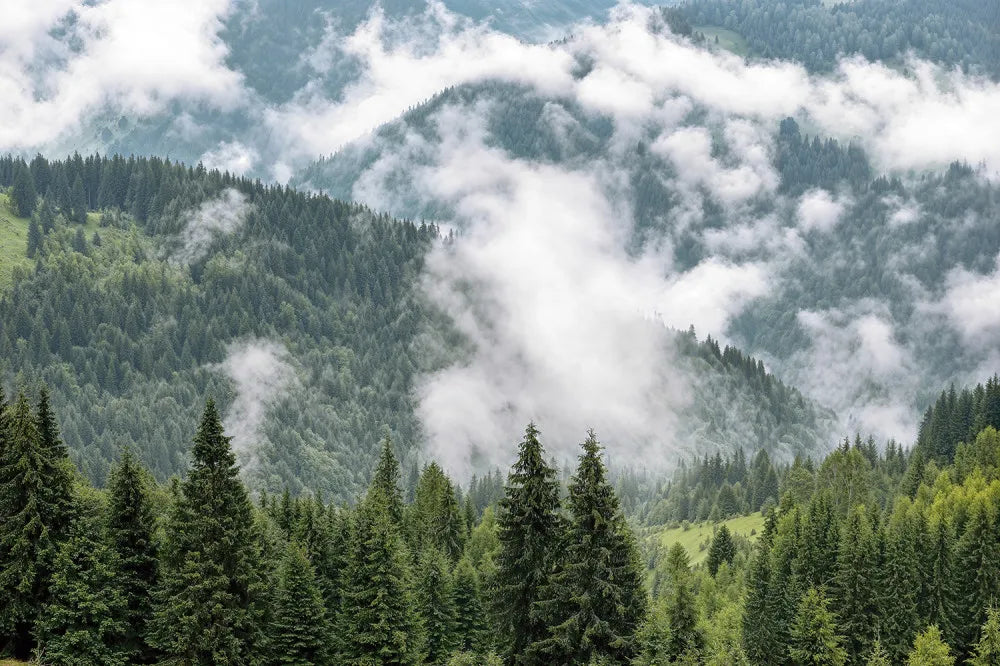 Clouds above the green forest