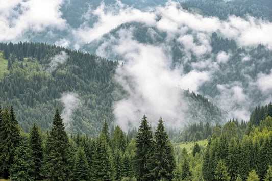 Clouds above the green forest