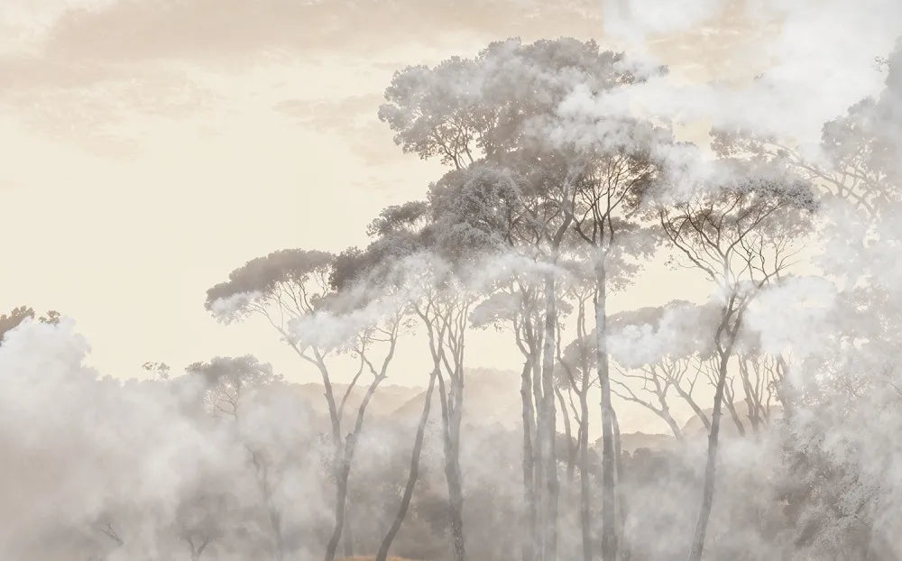 Trees in the morning fog