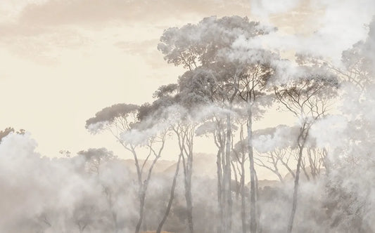 Trees in the morning fog