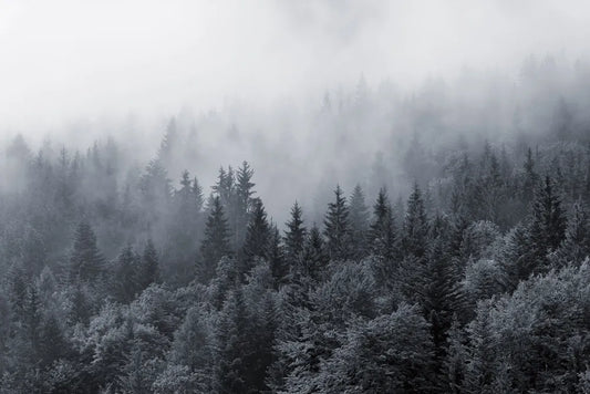 Blue foggy forest