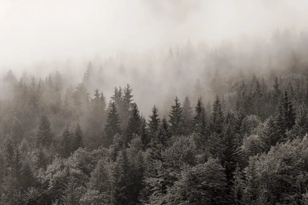 Dark mysterious forest