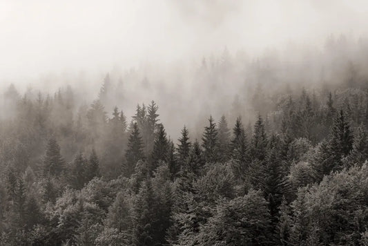 Dark mysterious forest