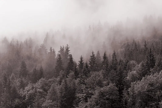 Dark forest in fog