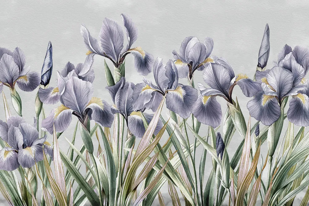 Beautiful irises