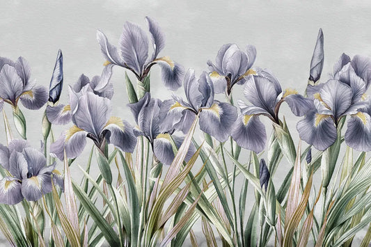 Beautiful irises