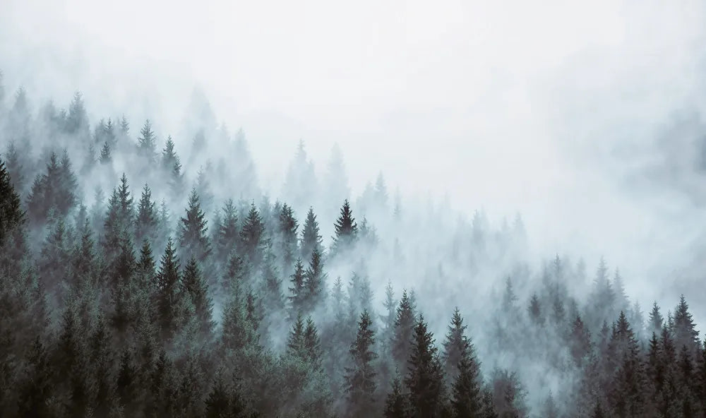 Forest in blue fog