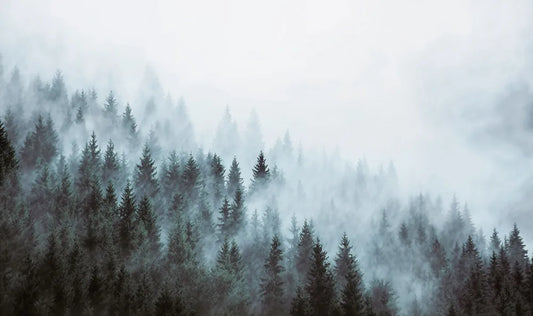 Forest in blue fog