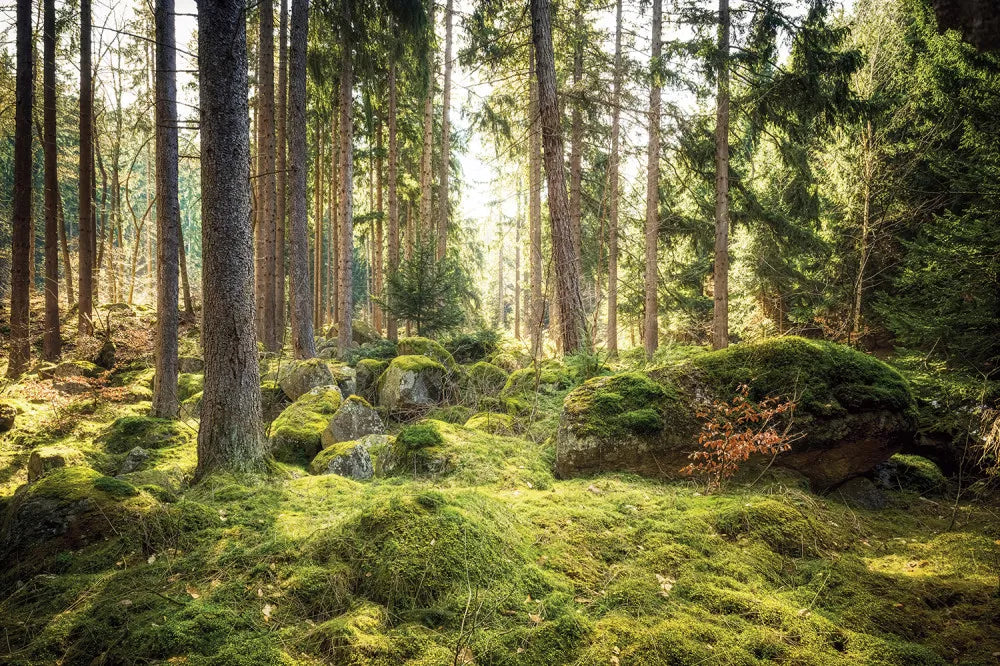 Beautiful sunny forest
