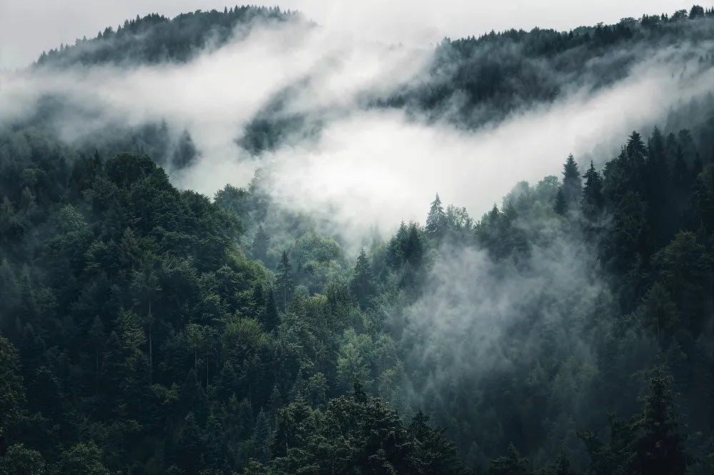Mistic forest fogs