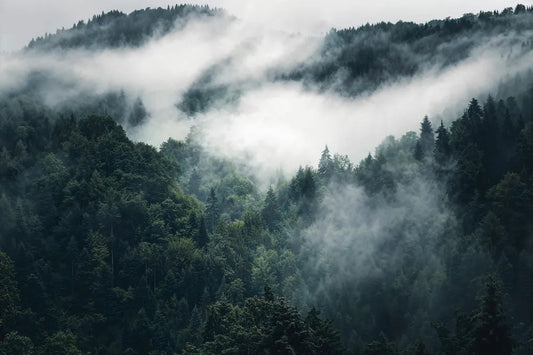 Mistic forest fogs