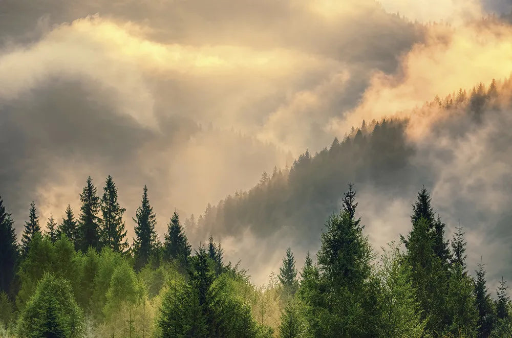Dawn in a foggy forest