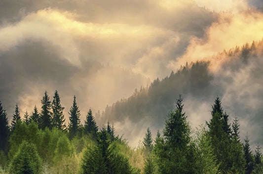 Dawn in a foggy forest