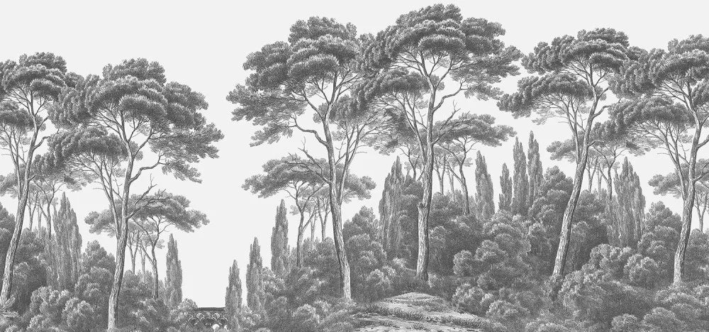 Cypresses, panorama