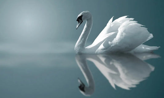 Swan