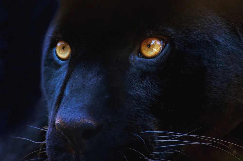 Panther