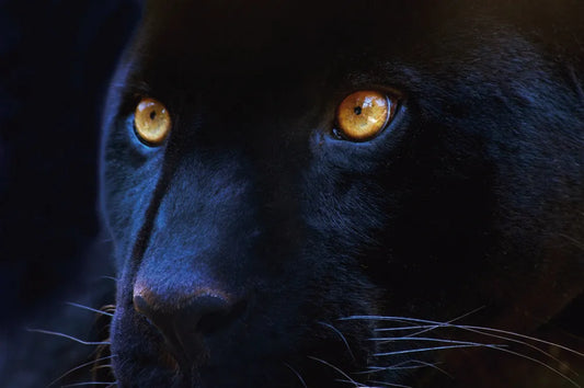 Panther