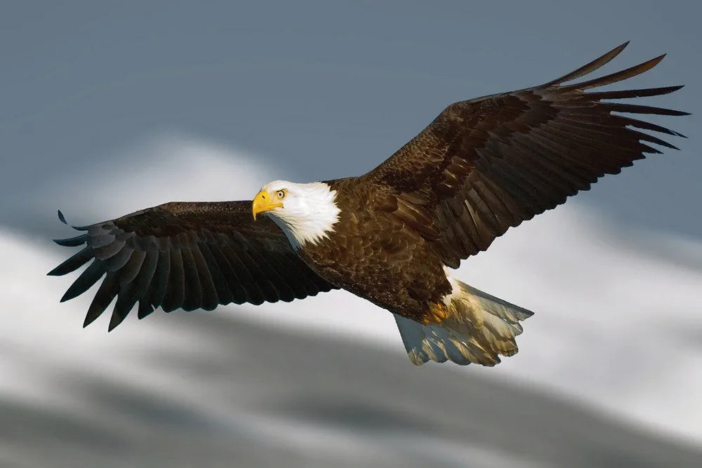 Eagle
