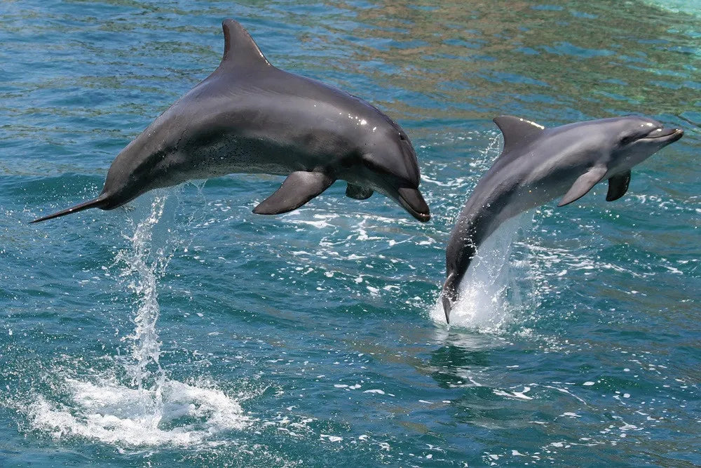 Dolphin