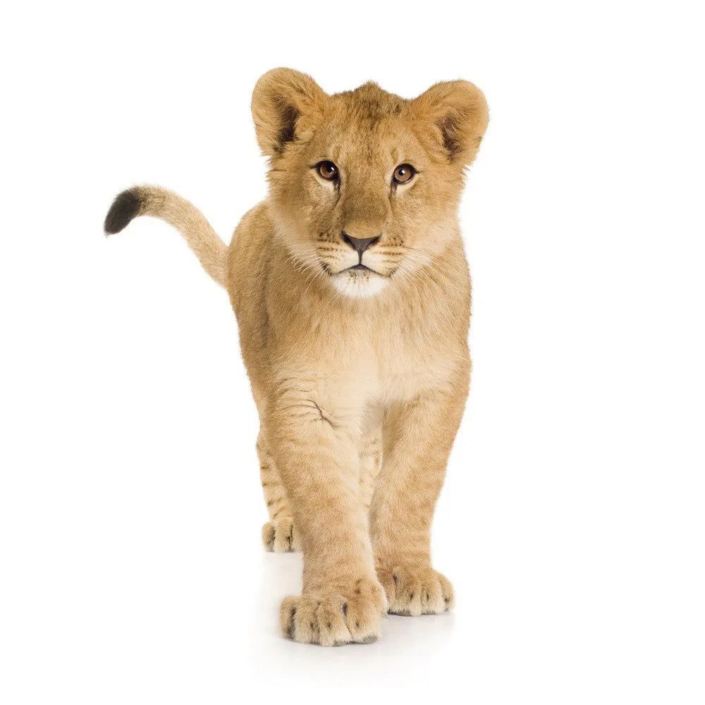 Lionet