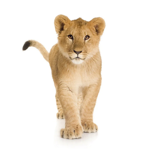 Lionet