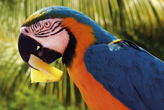 Parrot