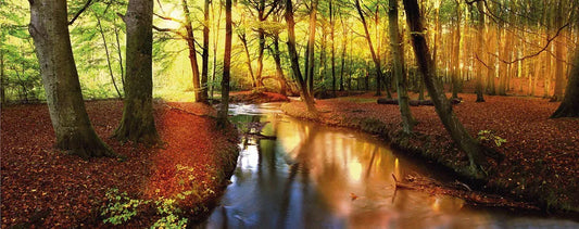 Autumn forest