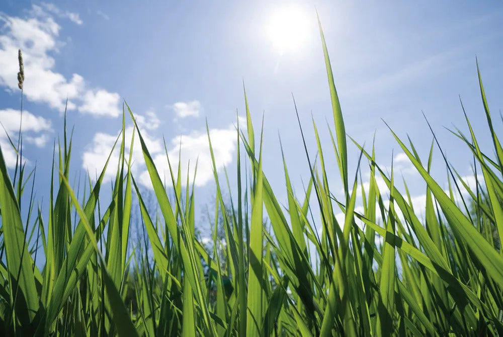 Grass