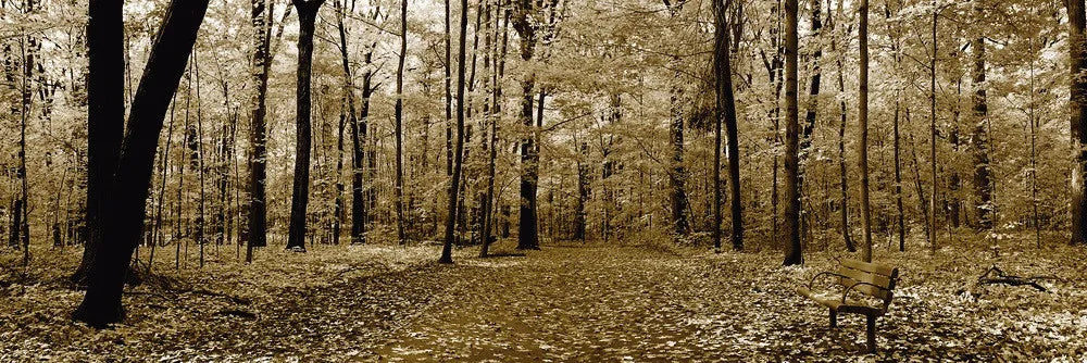 Autumn park