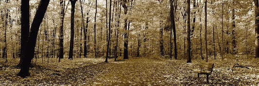 Autumn park